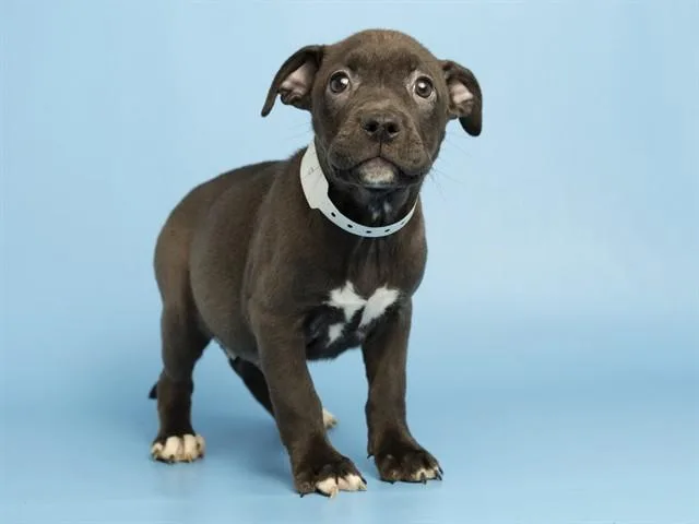 A baby small-sized female Pit Bull Terrier dog named Cricket for adoption in Phoenix, AZ