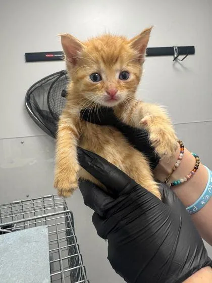 A baby small-sized male Domestic Short Hair cat named Locke for adoption in Sevierville, TN