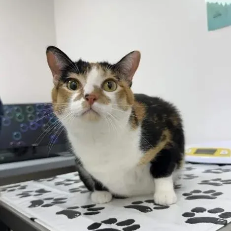 An adult large-sized female Tortoiseshell Domestic Short Hair cat named Pancake for adoption in Pearland, TX