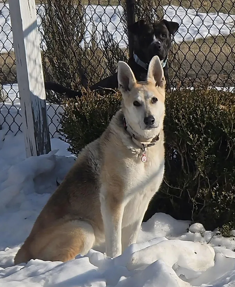 Daisy Flower thumbnail 2