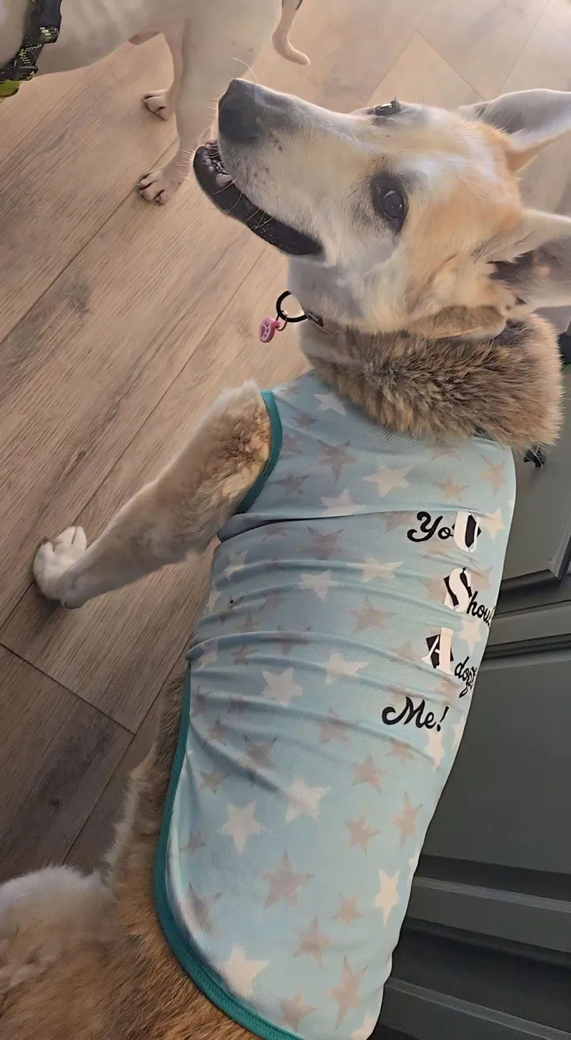 Daisy Flower thumbnail 3