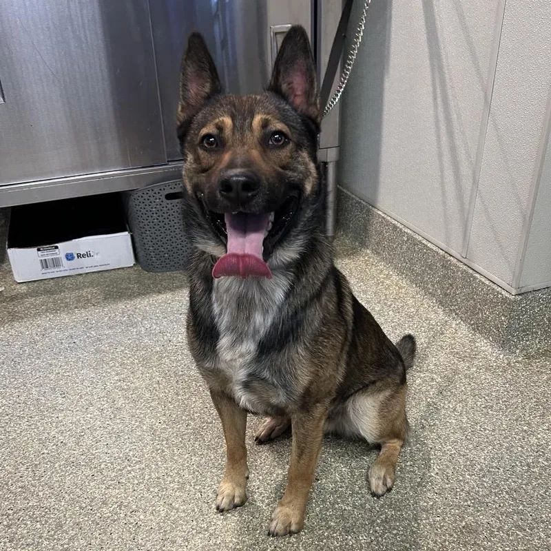 A young medium-sized male Black Shepherd dog named IVHSStray for adoption in San Gabriel, CA