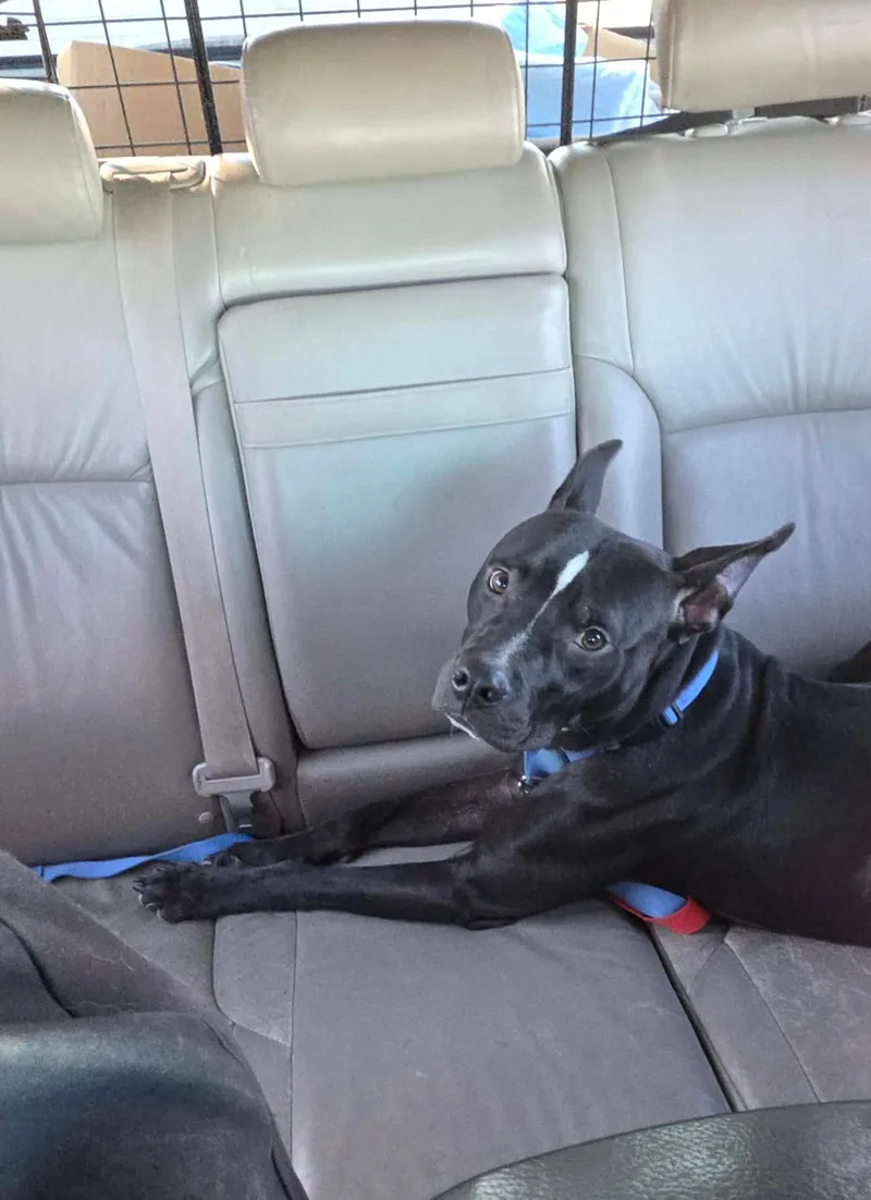 A young medium-sized male Pit Bull Terrier dog named Finn for adoption in Plano, TX