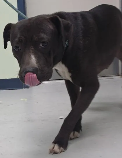 An adult large-sized male Mixed Breed dog named StreamLine for adoption in Savannah, GA