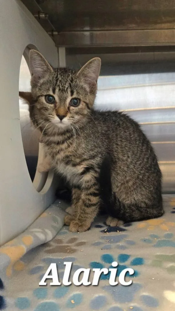 A baby small-sized male Domestic Short Hair cat named Alaric for adoption in Sidney, OH