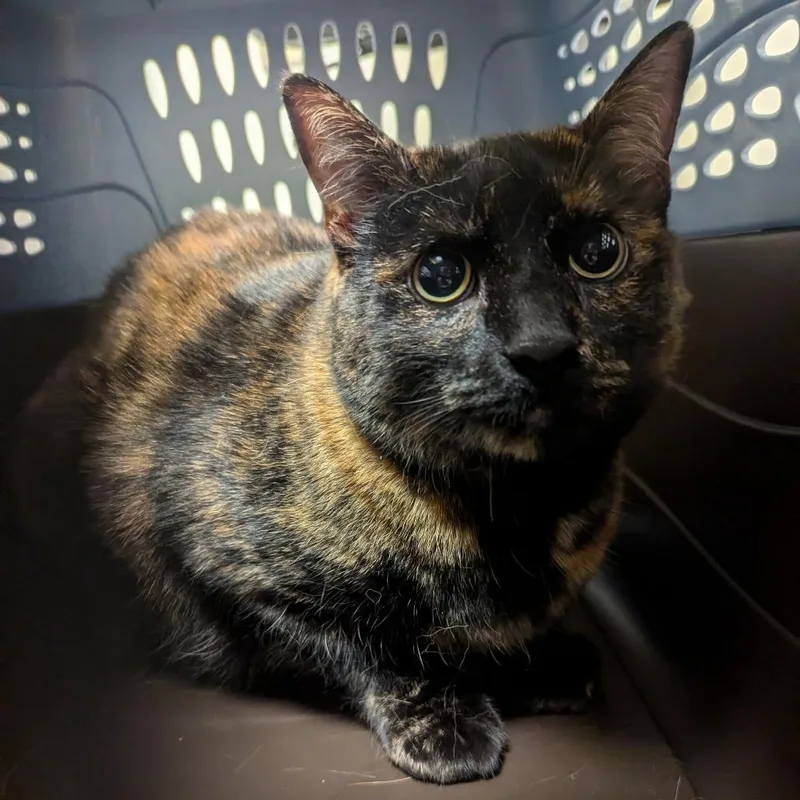 An adult large-sized female Tortoiseshell Domestic Short Hair cat named Mariah for adoption in Charlottesville, VA