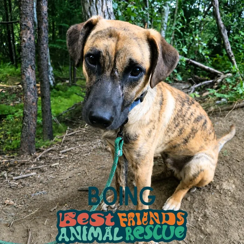 Boing