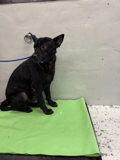 An adult large-sized male Staffordshire Bull Terrier dog named Onyx for adoption in Houston, TX
