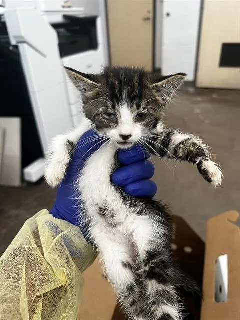 A baby medium-sized male Domestic Medium Hair cat named Julio for adoption in Dallas, TX