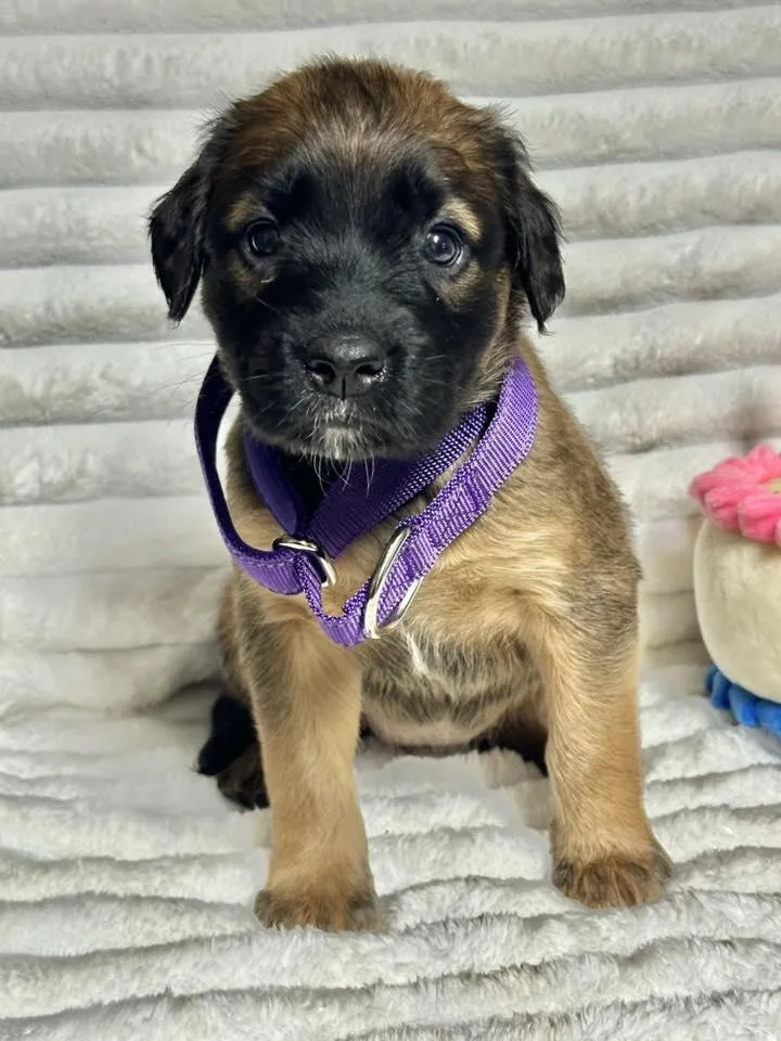 A baby medium-sized female Labrador Retriever dog named Violet for adoption in Groton, CT