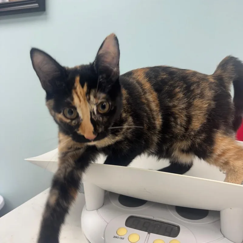 A baby medium-sized female Calico Domestic Short Hair cat named Maple for adoption in Hamburg, NY