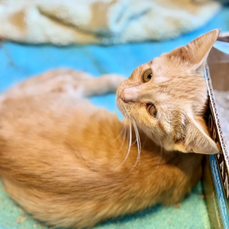 A baby small-sized male Orange / Red Domestic Short Hair cat named Walter for adoption in Marion, IL
