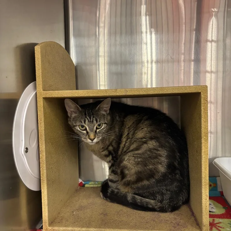 A young large-sized female Brown / Chocolate Domestic Short Hair cat named Peppa for adoption in Spokane, WA