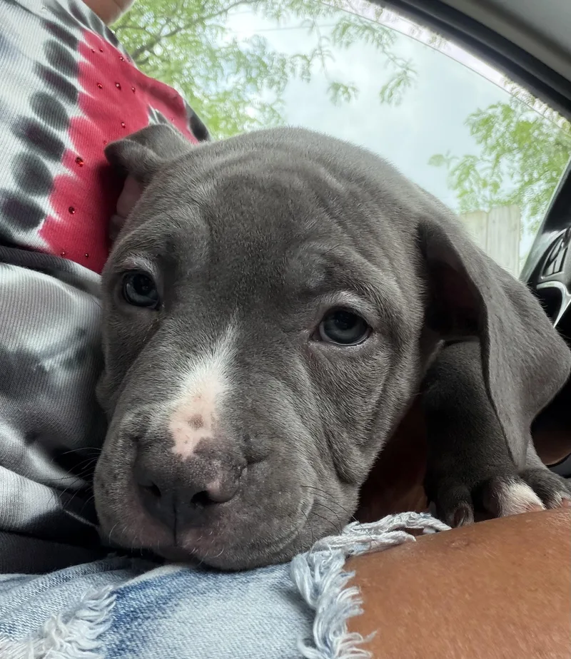 A baby medium-sized male Gray / Blue / Silver Pit Bull Terrier dog named Buster for adoption in Lewis Center, OH