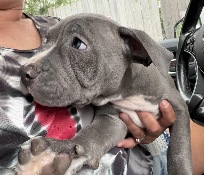 Buster thumbnail 4