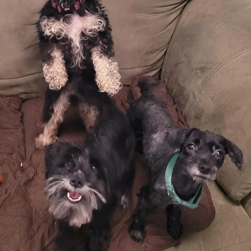 An adult small-sized male Black Poodle (Toy) dog named Stitch  Happy Little for adoption in Meriden, CT