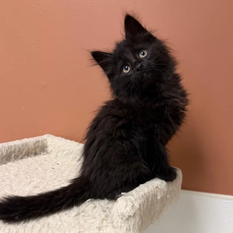 A baby small-sized male Domestic Short Hair cat named Walkman for adoption in Detroit Lakes, MN