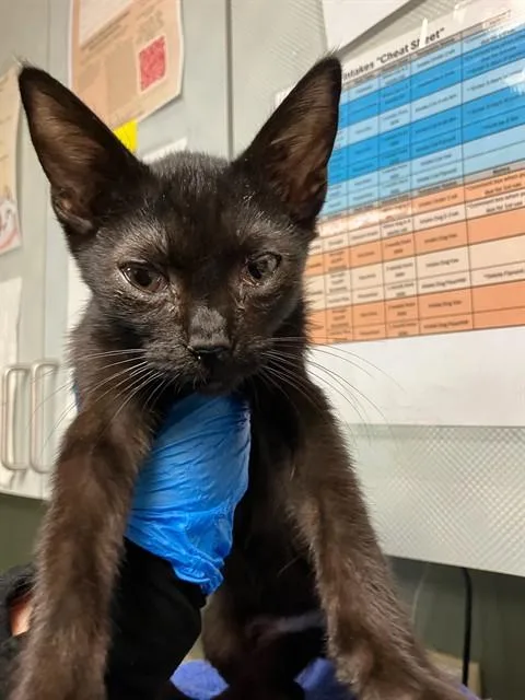 A baby small-sized male Domestic Short Hair cat named Tyler for adoption in Jacksonville, FL
