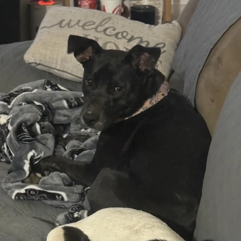 Josie thumbnail 5