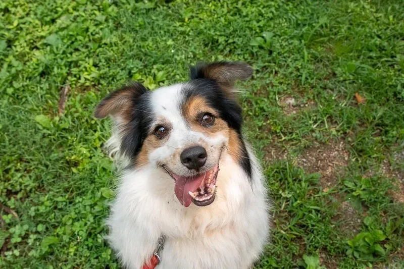 Douglassuch A Happy Face!! thumbnail 2