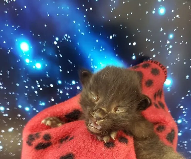 A baby small-sized male Domestic Short Hair cat named Donkey for adoption in Tucson, AZ