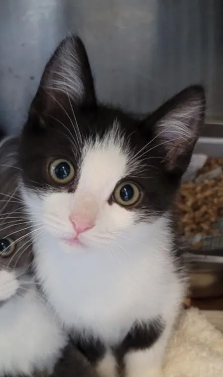 A baby small-sized male Domestic Short Hair cat named Peanut for adoption in Chatsworth, CA