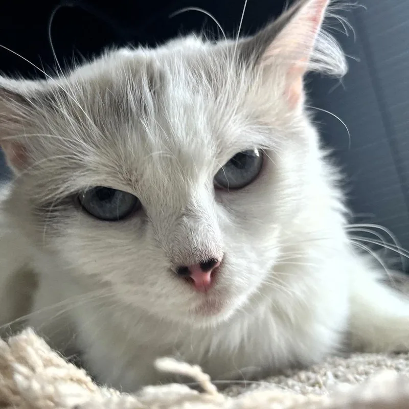 Snowball