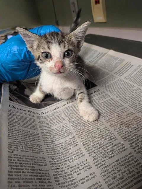 A baby small-sized female Domestic Short Hair cat named Tuna for adoption in Jacksonville, FL