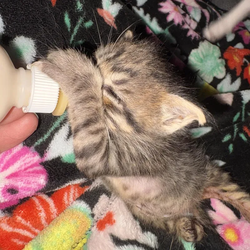 A baby small-sized female Brown / Chocolate Domestic Short Hair cat named Slinky for adoption in Lutz, FL