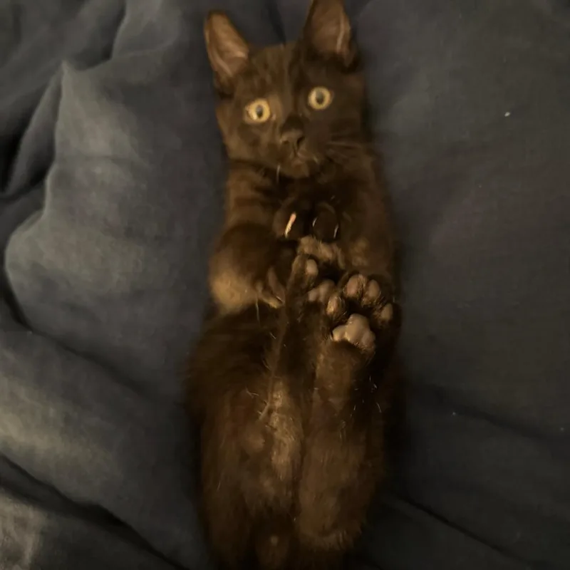 A baby small-sized male Black Domestic Medium Hair cat named Cowboy C for adoption in Minnetonka, MN