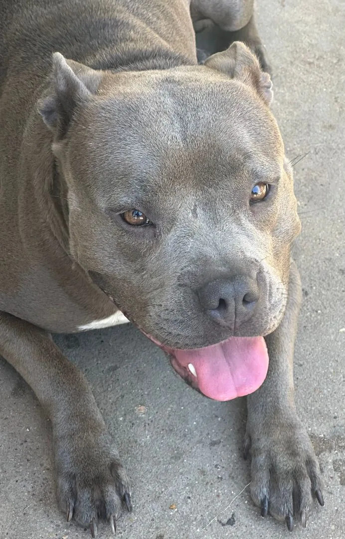 An adult medium-sized female Gray / Blue / Silver Pit Bull Terrier dog named Rachel for adoption in Houston, TX