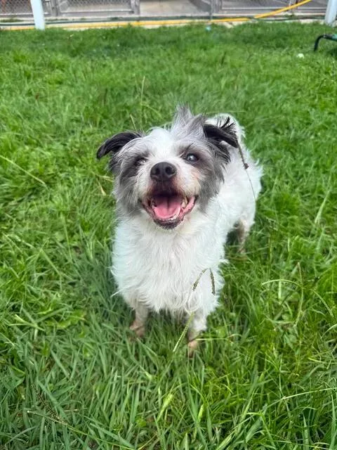 Humphrey