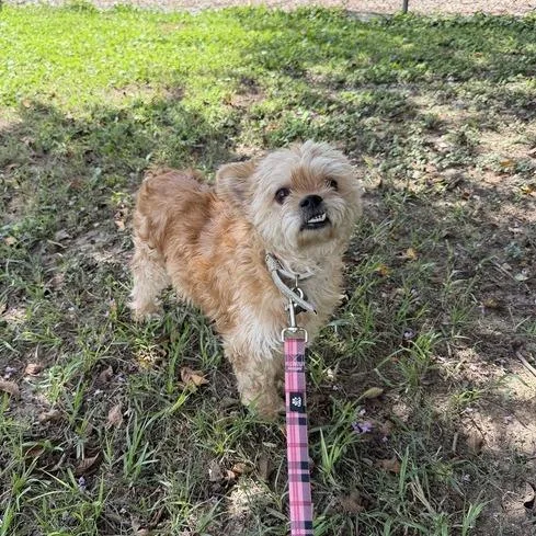 A senior small-sized male Yellow / Tan / Blond / Fawn Yorkshire Terrier dog named Ewok for adoption in Carencro, LA