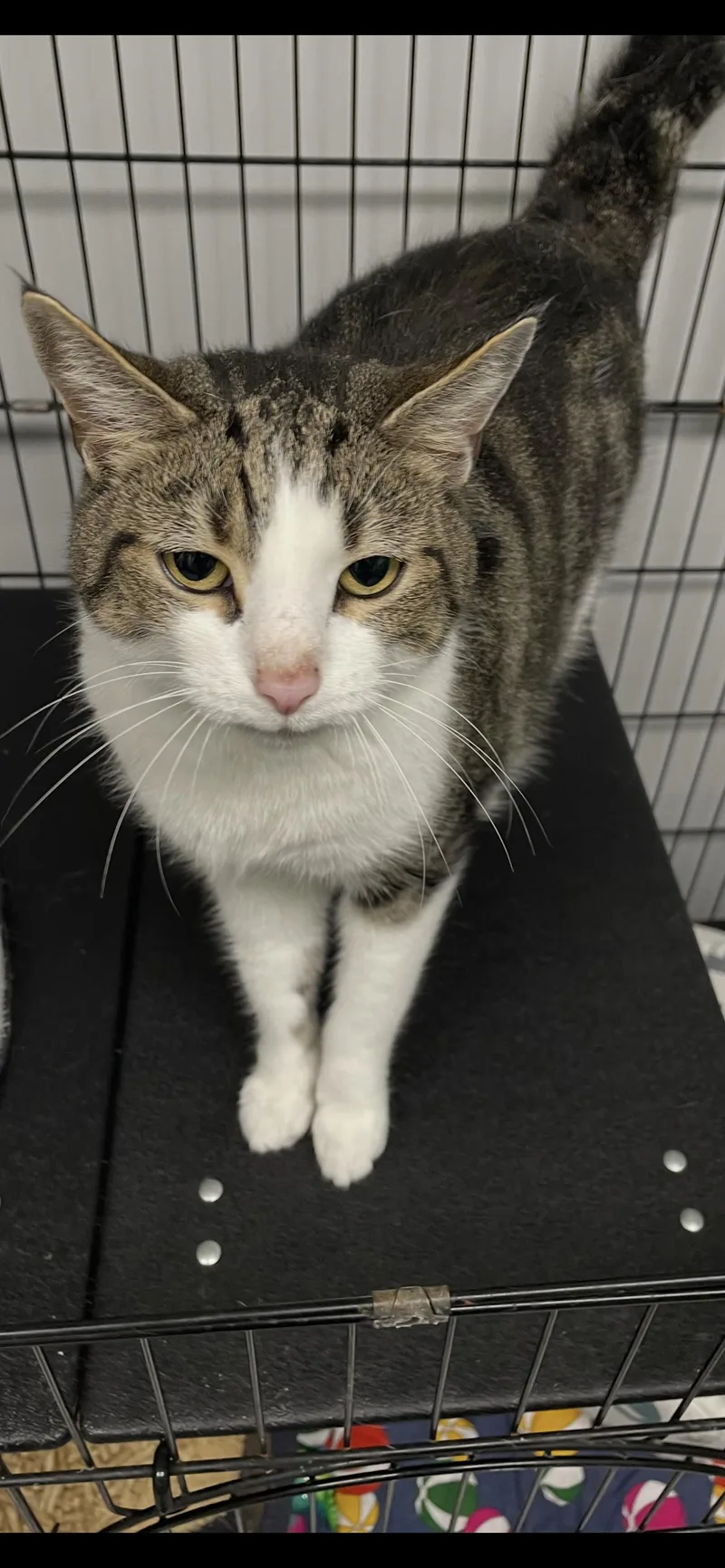 An adult medium-sized male Tabby cat named Lux for adoption in Georgetown, KY