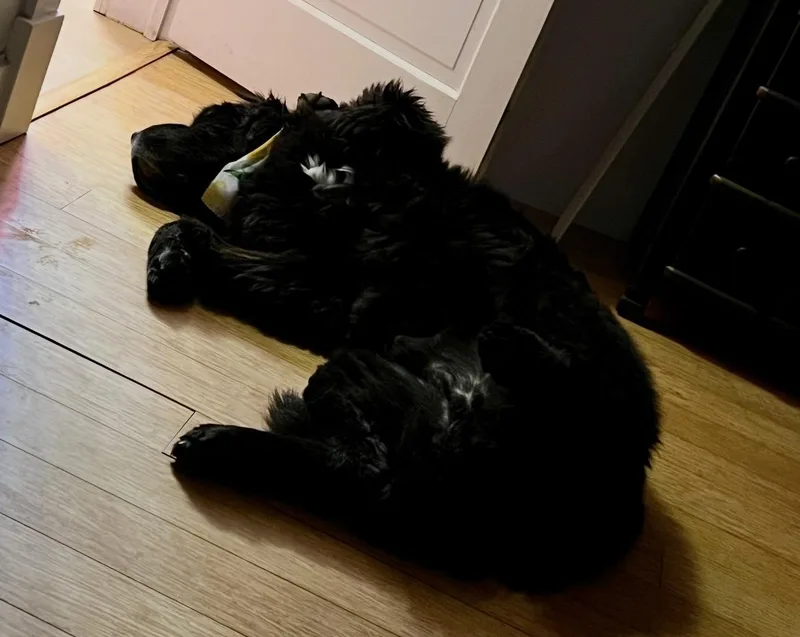 An adult extra large-sized male Black Newfoundland Dog dog named Munch for adoption in Indianapolis, IN