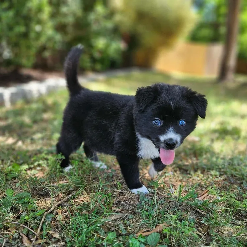 A baby large-sized female Black Husky dog named Desdomina for adoption in Griswold, CT