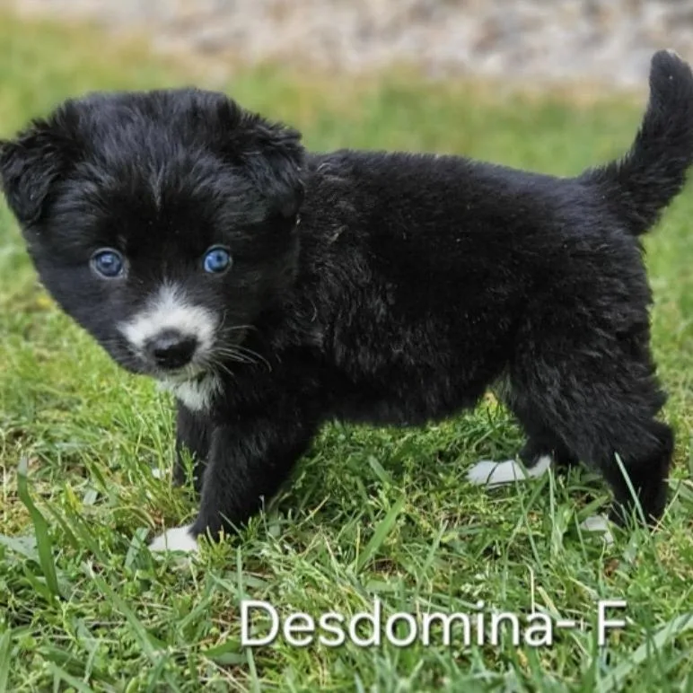 Desdomina thumbnail 3