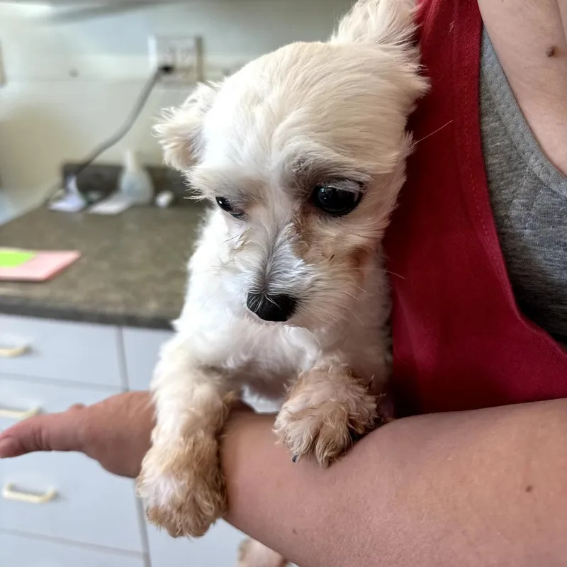 An adult small-sized male White / Cream Maltese dog named Baxter for adoption in Rochester, MN