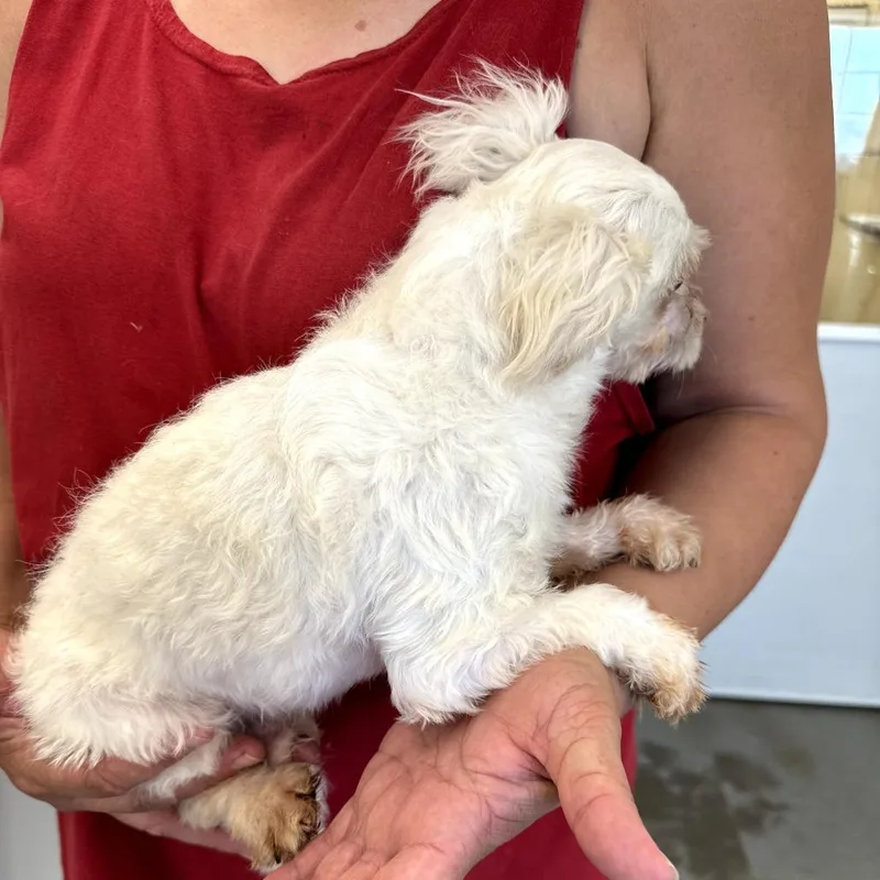 Baxter thumbnail 2