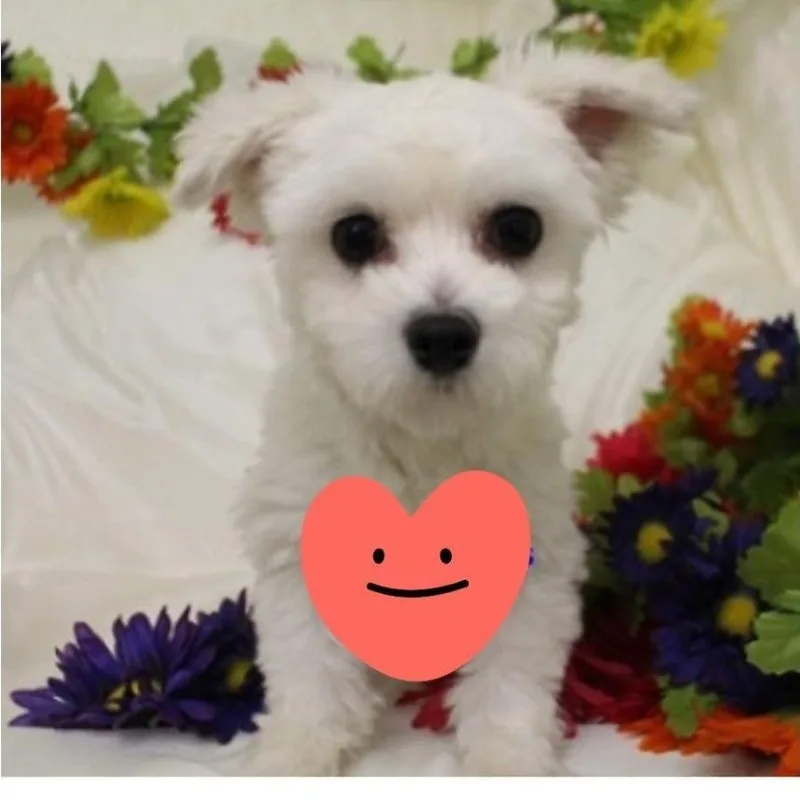 Baxter thumbnail 3