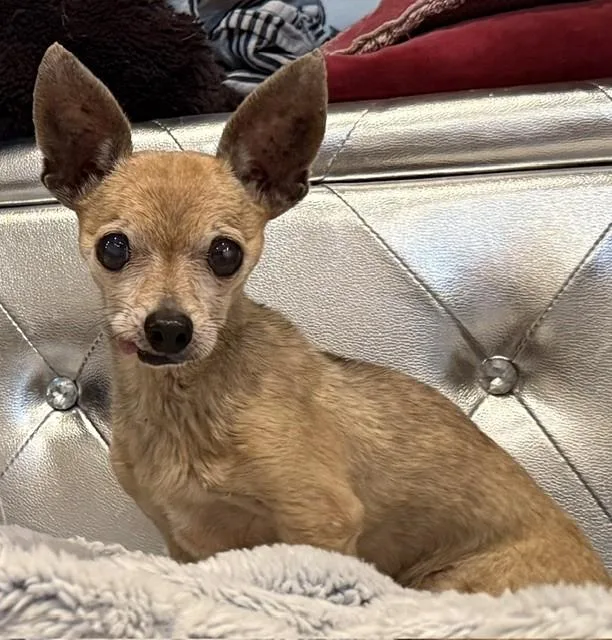 A senior small-sized male Chihuahua dog named Taquito for adoption in Santa Rosa, CA