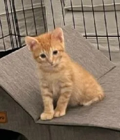 A baby small-sized male Domestic Short Hair cat named Clem for adoption in Camarillo, CA