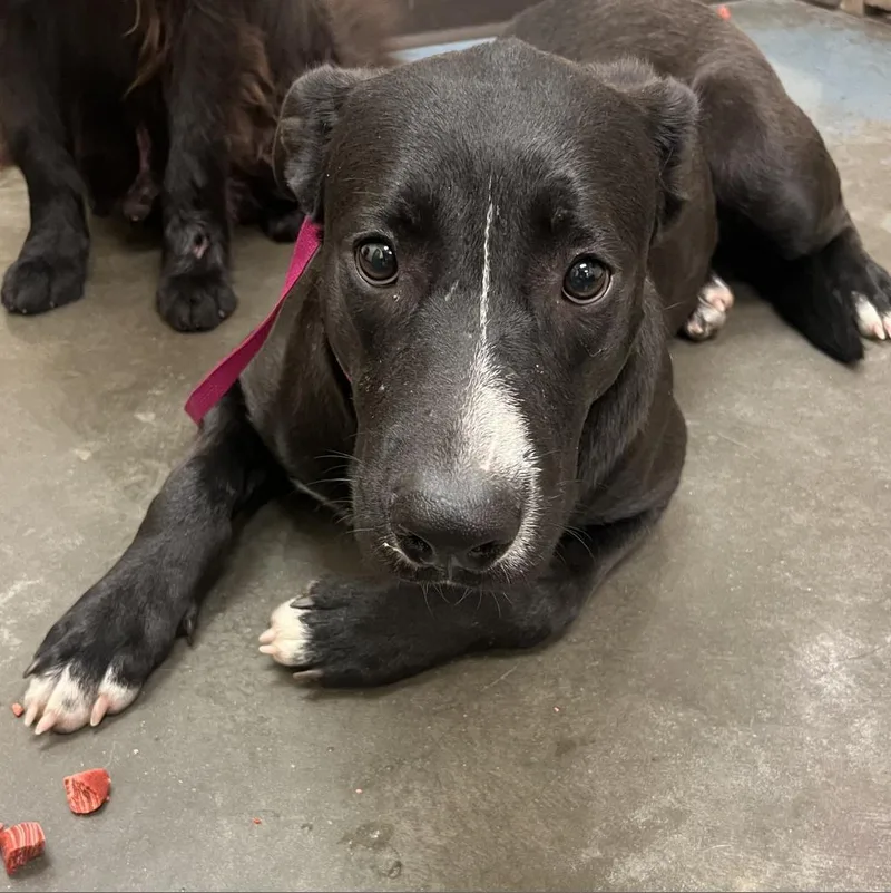 An adult large-sized female Black Mixed Breed dog named Prosecco for adoption in Memphis, TN