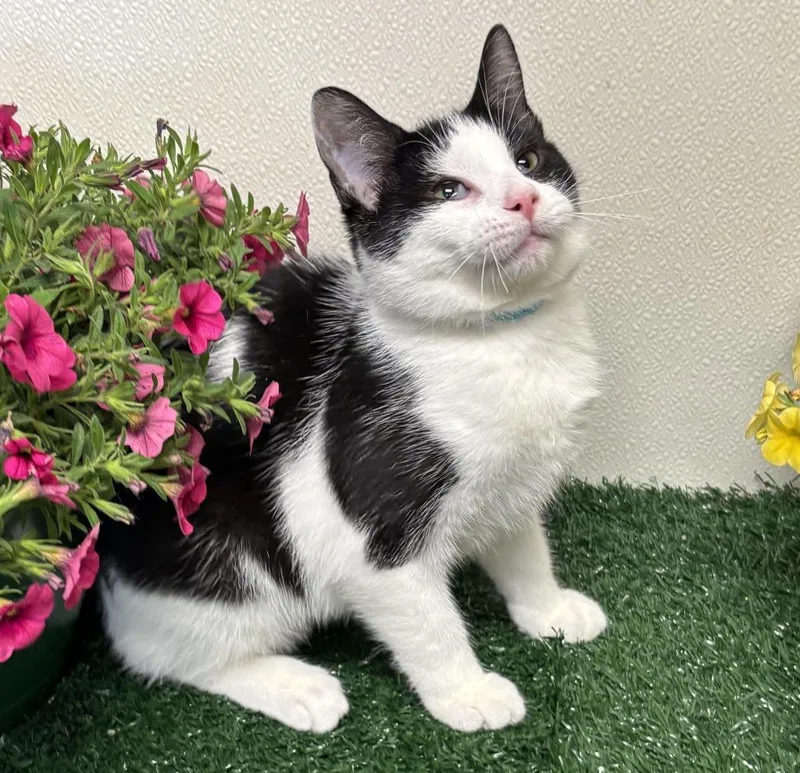 A baby small-sized female Domestic Short Hair cat named Kimberly J. for adoption in Effingham, IL