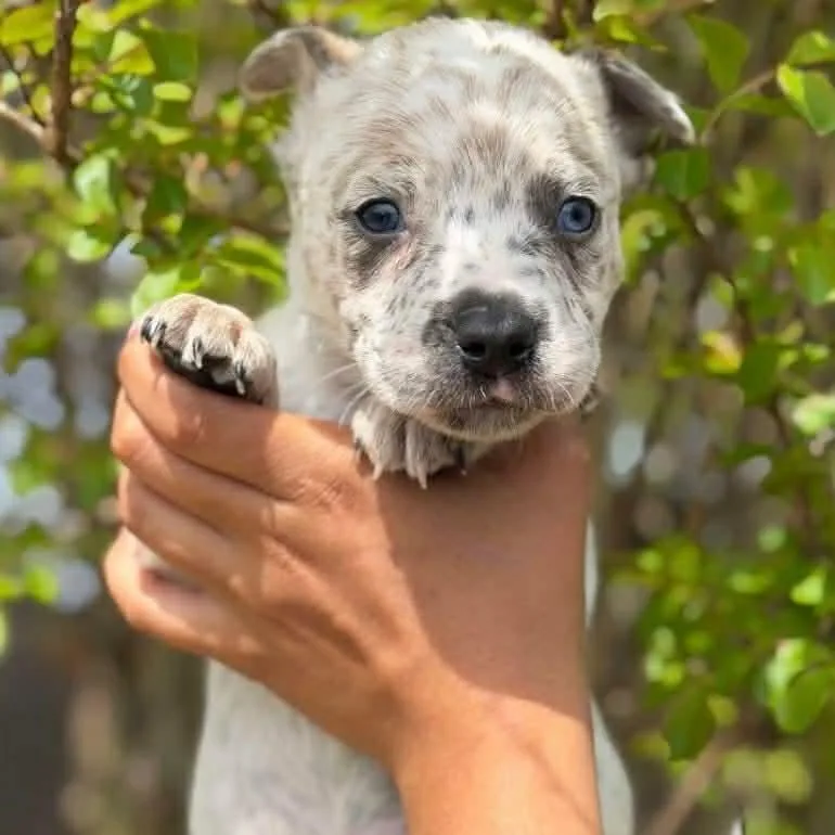 A baby small-sized male White / Cream Mixed Breed dog named Def Leppard for adoption in Buffalo, MN