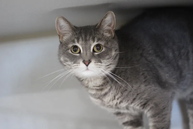 An adult medium-sized female Gray / Blue / Silver Domestic Short Hair cat named Piper for adoption in Ottumwa, IA