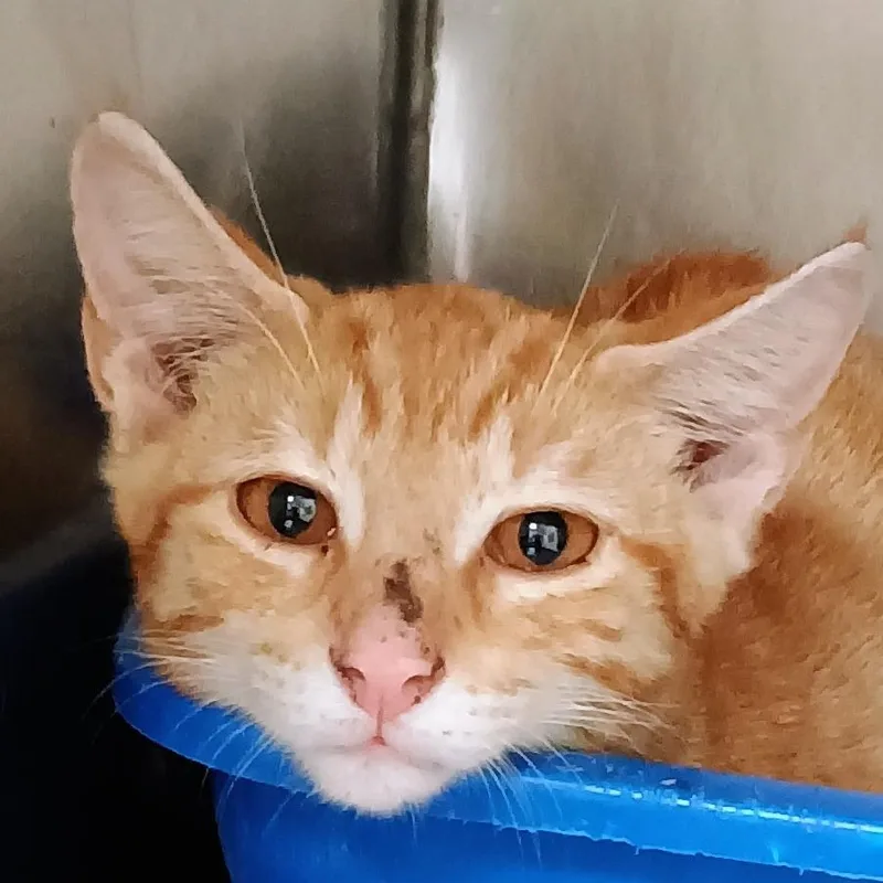 A baby small-sized male Orange / Red Domestic Short Hair cat named Saffron for adoption in Palestine, TX