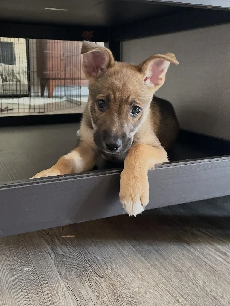 A baby medium-sized male Bicolor Shepherd dog named Echo for adoption in Kannapolis, NC
