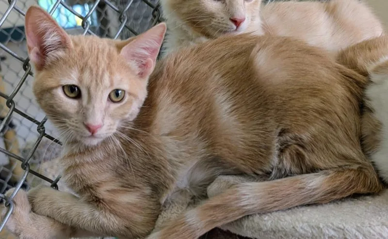 A baby medium-sized female Domestic Short Hair cat named Cheryl for adoption in Peoria, AZ