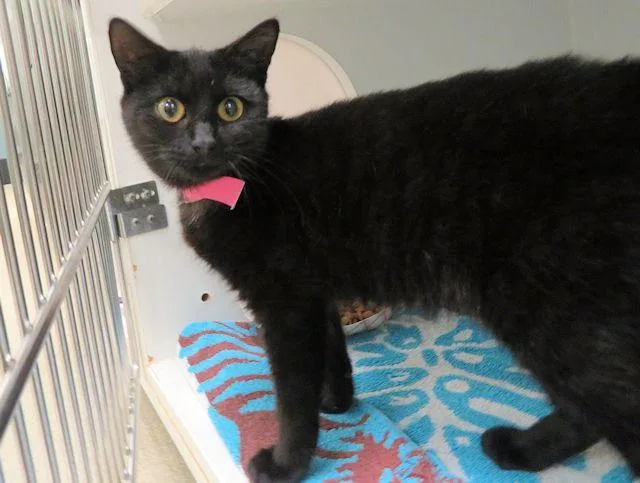 A baby small-sized female Domestic Short Hair cat named Cinder for adoption in Oklahoma City, OK